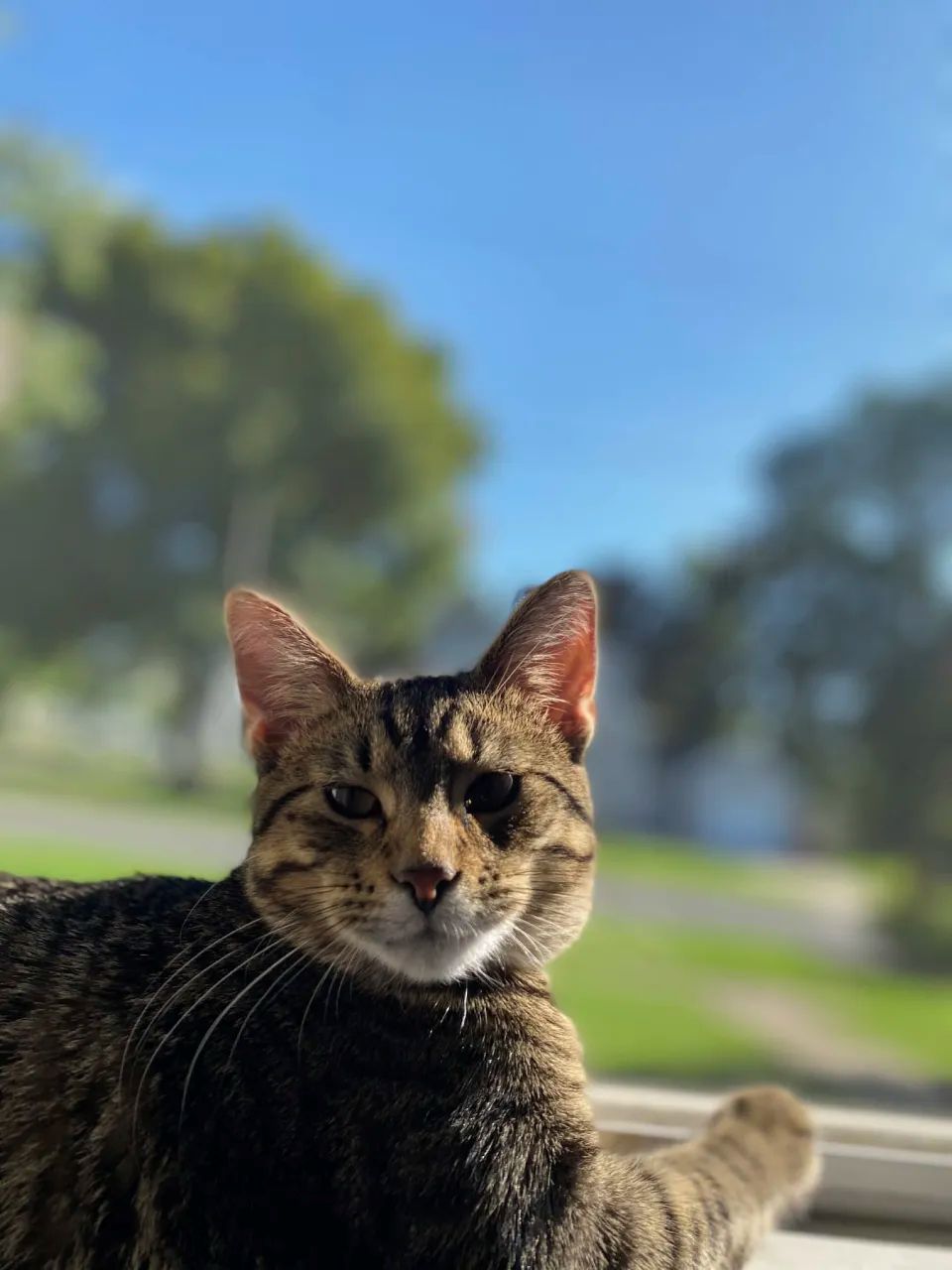 My cat goku 1