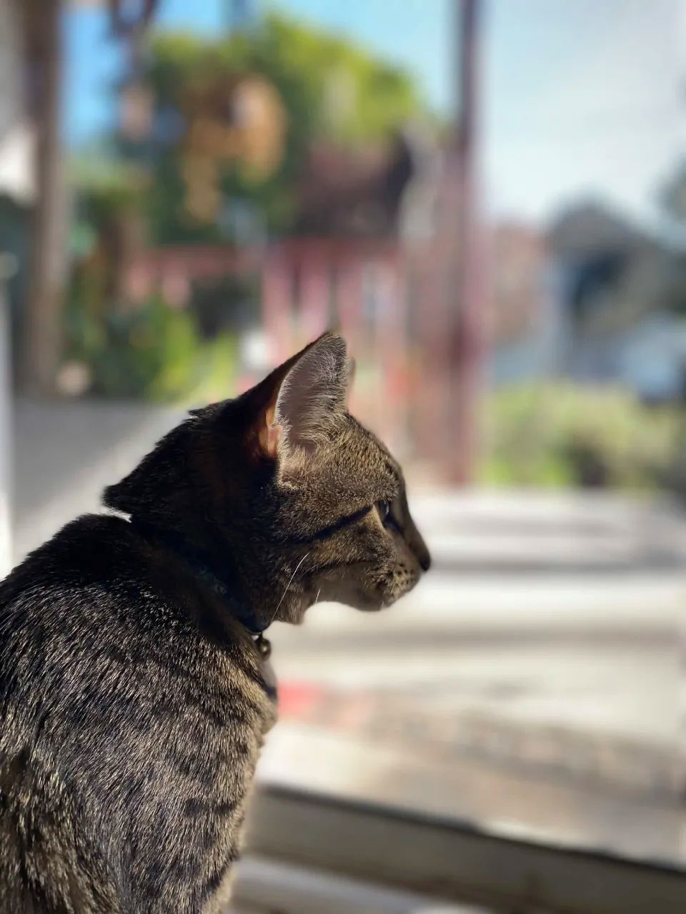 My cat goku 2