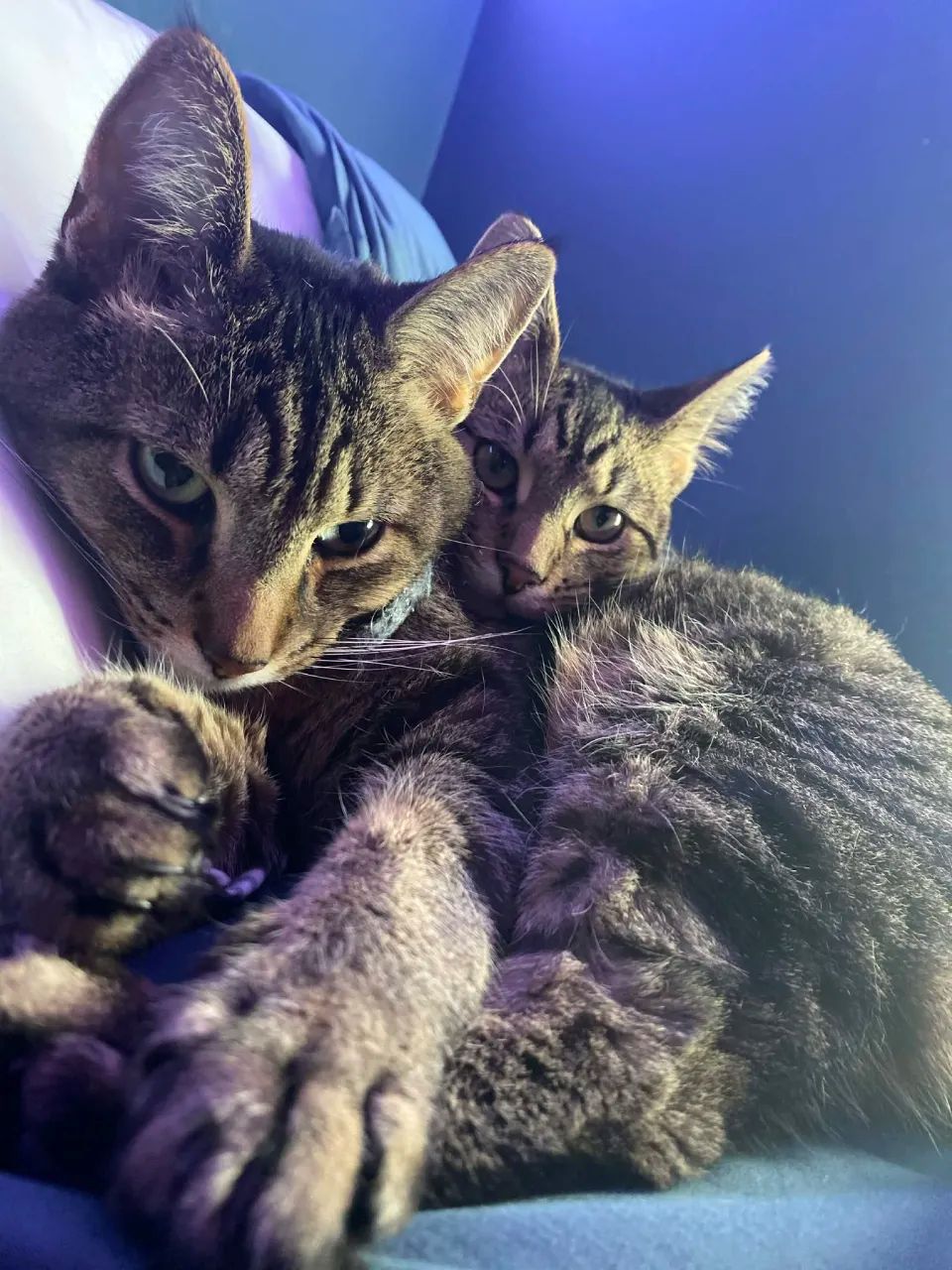 My cats goku and diego