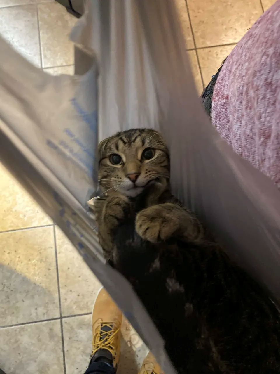 My cat goku in a bag lol