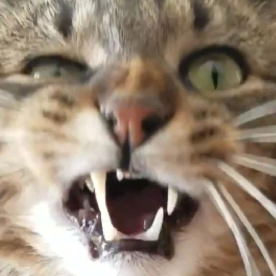 angry kitty diego