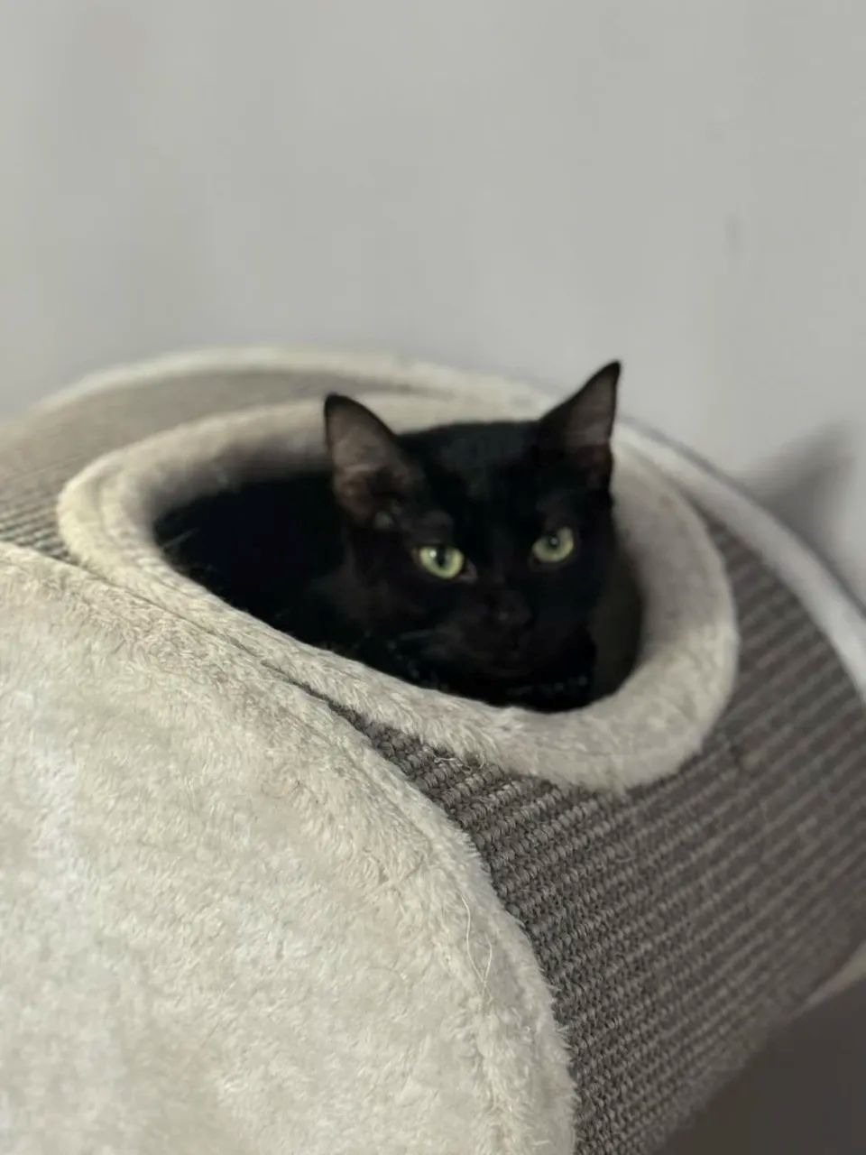 My cat luna the newest member
