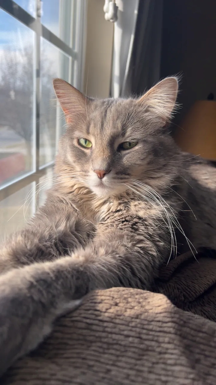 Proper Cat